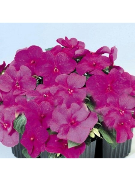 Баланс F1 фиолетовый (purple) семена бальзамина (Hem Genetics)