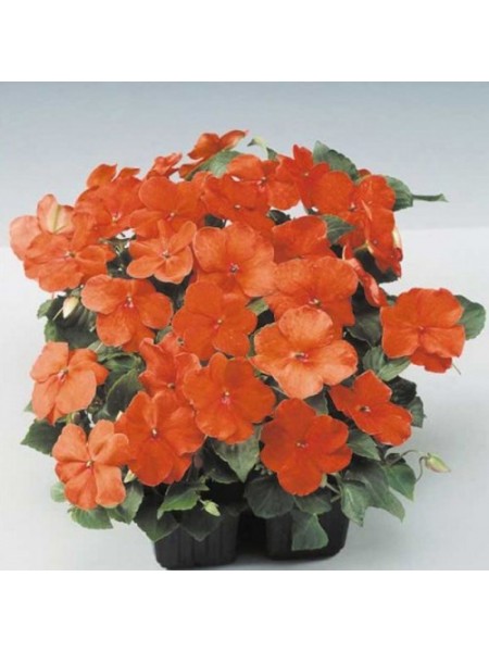 Баланс F1 оранжевый (Orange) семена бальзамина (Hem Genetics)