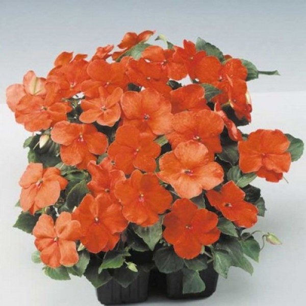 Баланс F1 оранжевый (Orange) семена бальзамина (Hem Genetics)