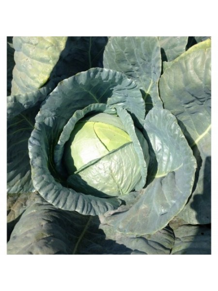 Баланс F1 семена капусты белокочанной (Lark Seeds)