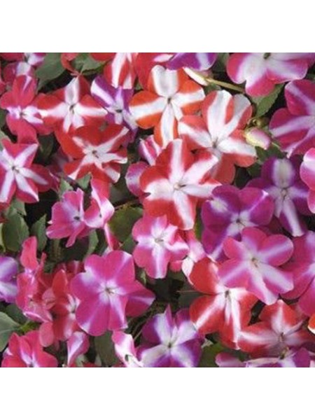 Баланс F1 звездная смесь семян бальзамина (Hem Genetics)