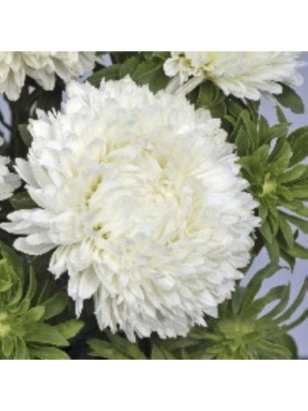 Балун белый (White) семена астры (Satimex)