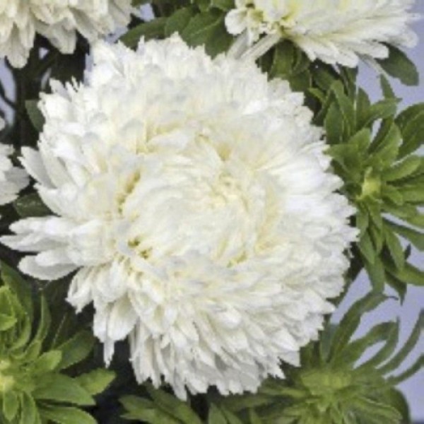 Балун белый (White) семена астры (Satimex)