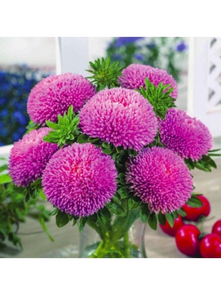 Балун розовый (Pink) семена астры (Satimex)