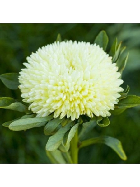 Балун желтый (Yellow) семена астры (Satimex)