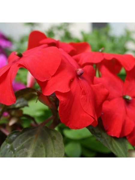 Баланс F1 красный (red) семена бальзамина (Hem Genetics)