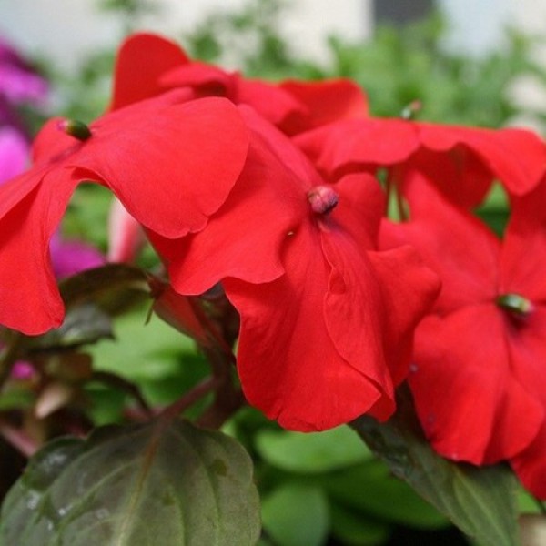 Баланс F1 червоний (red) насіння бальзаміну (Hem Genetics)