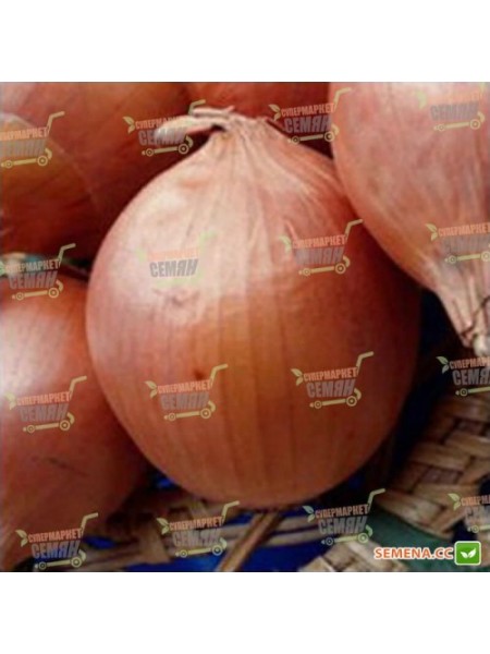 Банко семян лука репчатого позднего 115-120 дн. до 300 гр. желтой (Syngenta)