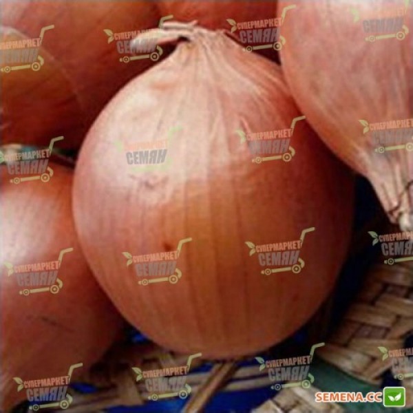 Банко семян лука репчатого позднего 115-120 дн. до 300 гр. желтой (Syngenta)
