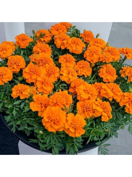 Чика оранжевые (Orange) семена бархатцев (Hem Genetics)