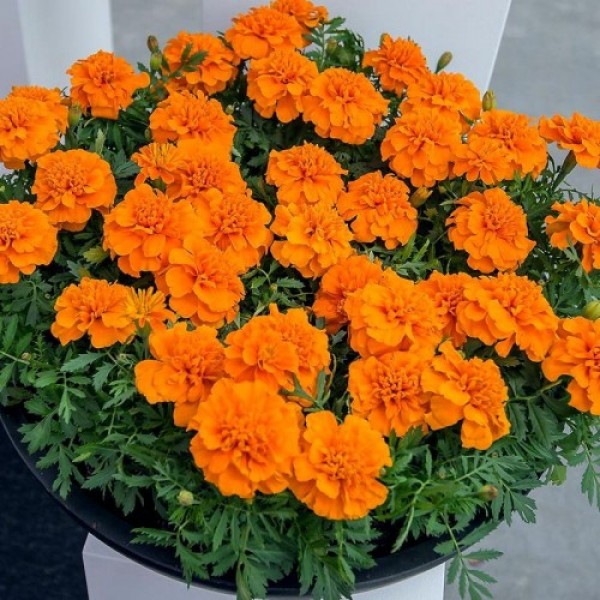 Чика оранжевые (Orange) семена бархатцев (Hem Genetics)