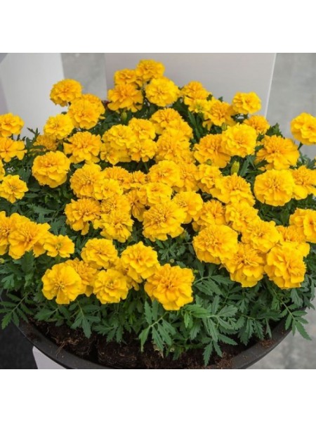 Чика желтая (yellow) семена бархатцев (Hem Genetics)