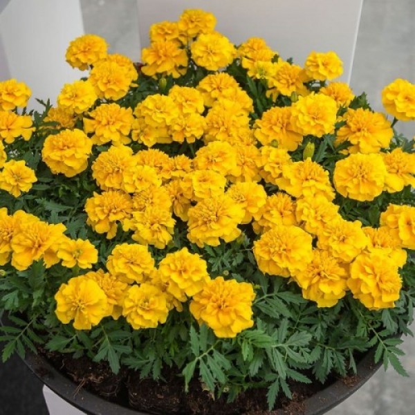 Чика желтая (yellow) семена бархатцев (Hem Genetics)