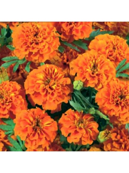 Чорнобривці розлоге низьке оранжеве (Orange) насіння (Moravoseed)