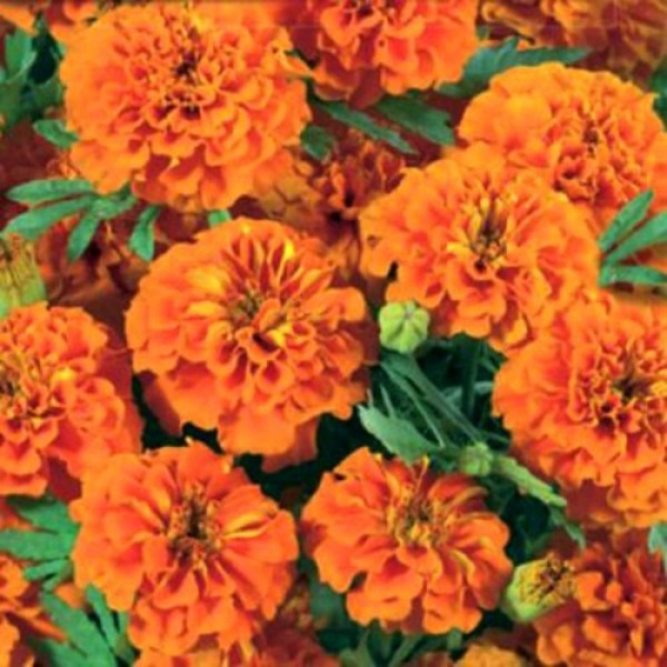Чорнобривці розлоге низьке оранжеве (Orange) насіння (Moravoseed)