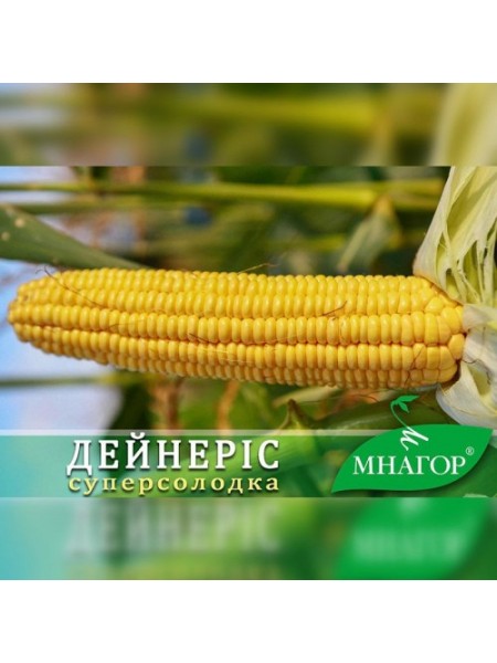 Дейнерис F1 (Барселона F1) семена кукурузы суперсладкой Sh2 (Мнагор)
