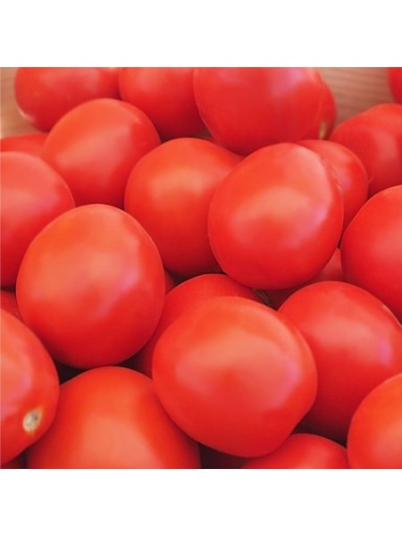 Баста F1 (НМХ4900 F1) семена помидора детерминантного (Clause)