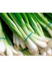 Байа Верде (Baja Verde) семена лука на перо ультрараннего 40 дн. (Seminis)