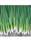 Байа Верде (Baja Verde) семена лука на перо ультрараннего 40 дн. (Seminis)