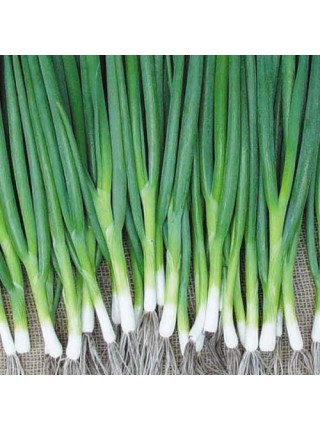 Байа Верде (Baja Verde) семена лука на перо ультрараннего 40 дн. (Seminis)
