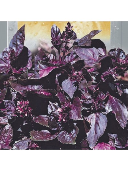 Базилик фиолетовый семян (GL Seeds)