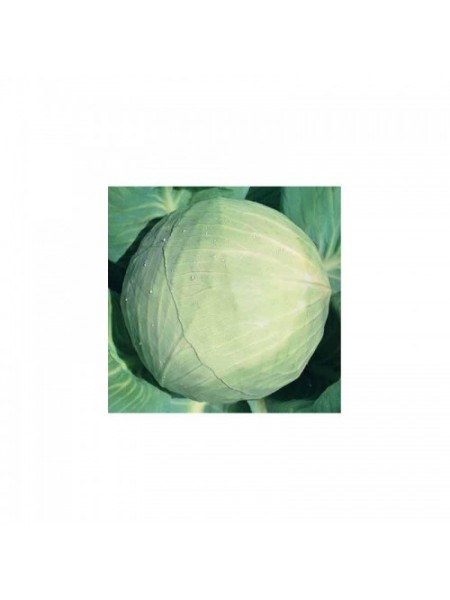 Белоснежка семян капусты белокочанной (Hortus)