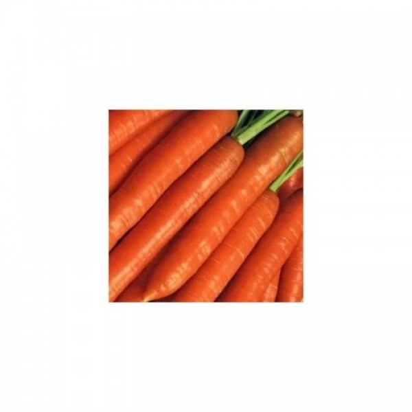 Берликум семян моркови (Hortus)