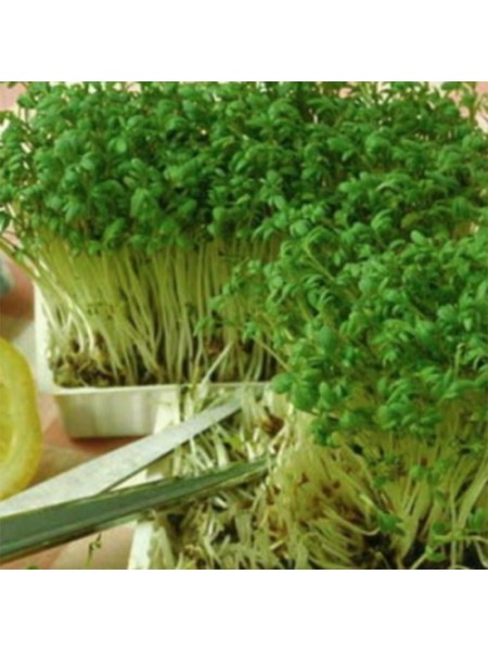 Беро (1 урожай) набор для выращивания микрозеленый (Agrocity)