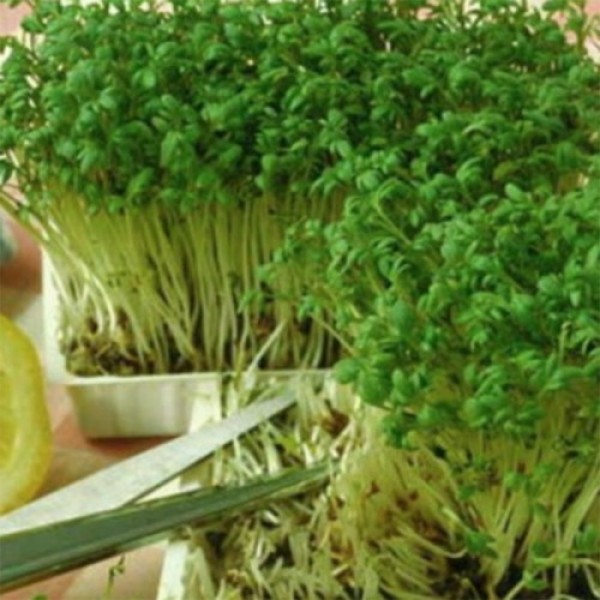 Беро (1 урожай) набор для выращивания микрозеленый (Agrocity)