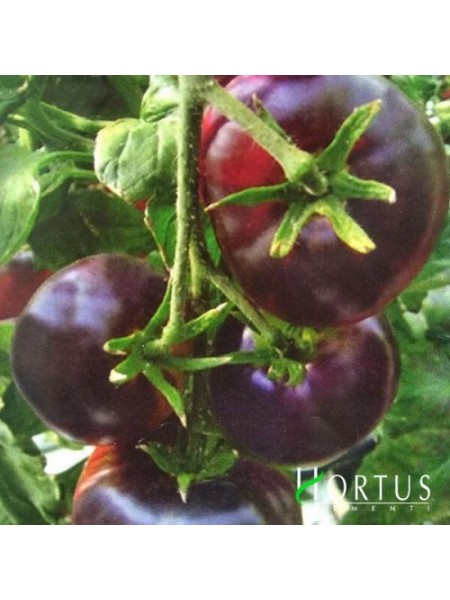 Биг Блэк семян помидора индетерминантного (Hortus)