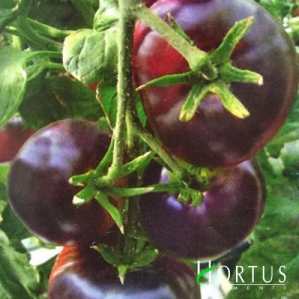 Биг Блэк семян помидора индетерминантного (Hortus)