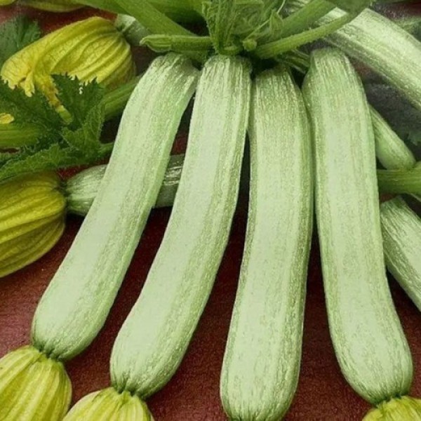 Белоснежный лорд семена кабачка (Hortus)