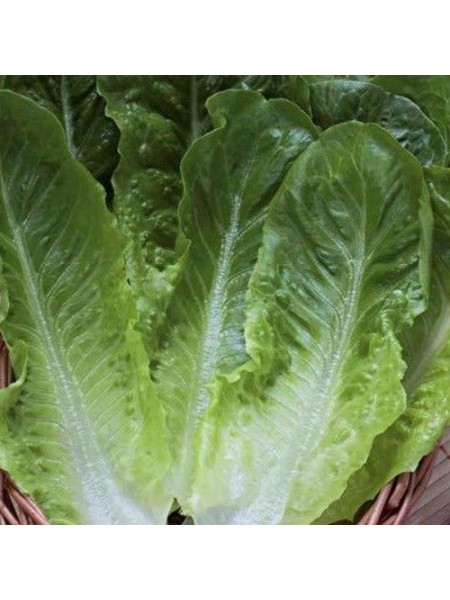 Бионда Монтаре семян салата ты Ромен (Hortus)