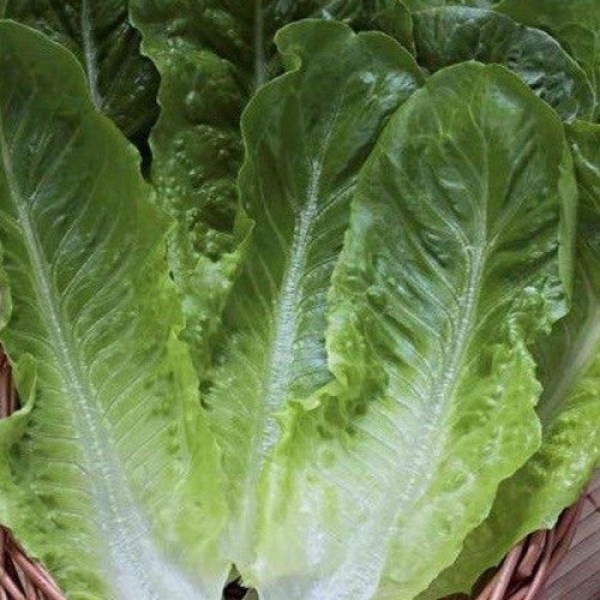 Бионда Монтаре семян салата ты Ромен (Hortus)