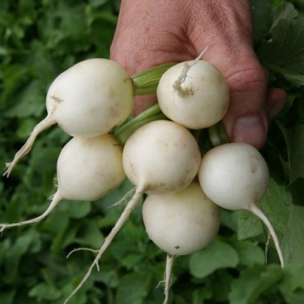 Бланка семян редиса (Semo)