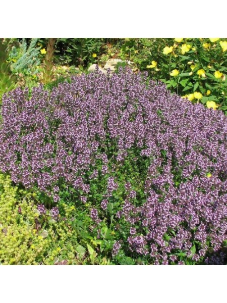 Богородская трава семян тимьяна (GL Seeds)
