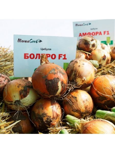 Болеро F1 семян лука репчатого желтого (Moravoseed)