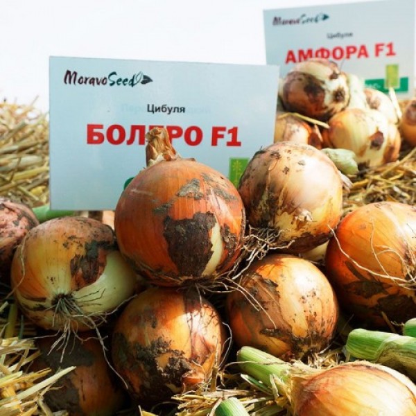 Болеро F1 семян лука репчатого желтого (Moravoseed)