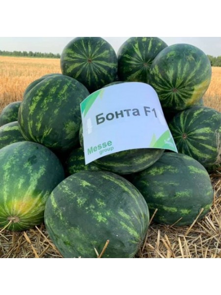 Бонта F1 (Bonta F1) насіння кавуна раннього (Seminis)