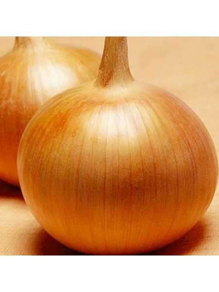 Бонус F1 семян лука репчатого желтого (Takii Seeds)