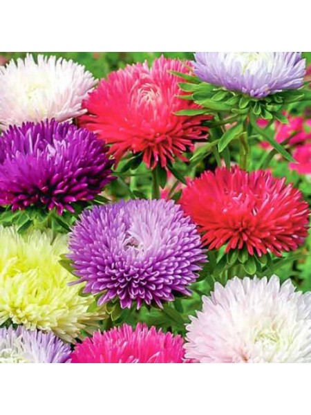 Бордюрные красавицы семян астры (GL Seeds)