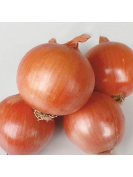 Борнео F1 семена лука репчатого желтого (Takii Seeds)