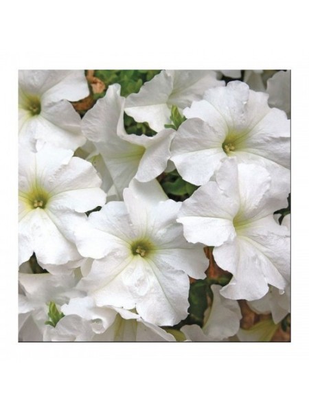 Браво F1 белое (white) семена петунии (Syngenta)