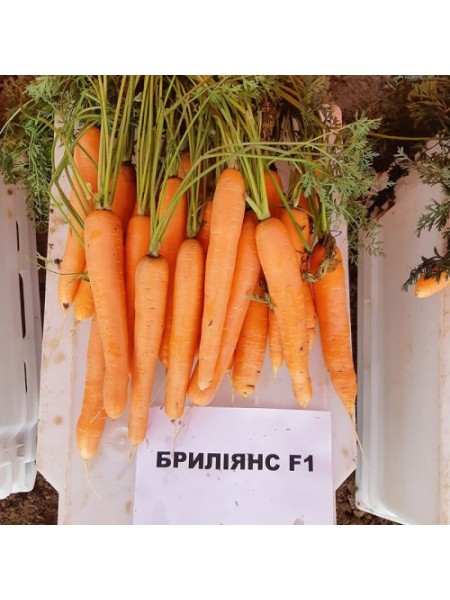Брилианс F1 (1,6-1,8) семян моркови Нантес поздней 135 дн. 18-23 см (Nunhems)