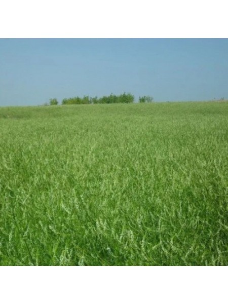 Донник семян (Украина)
