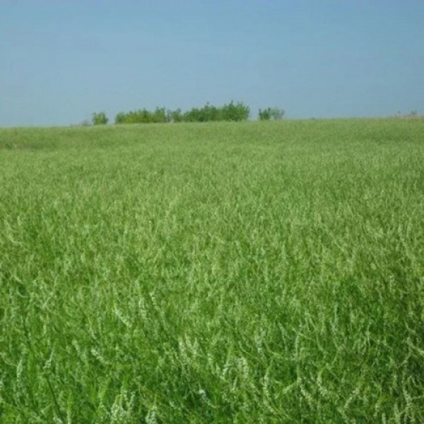 Буркун насіння (Україна)