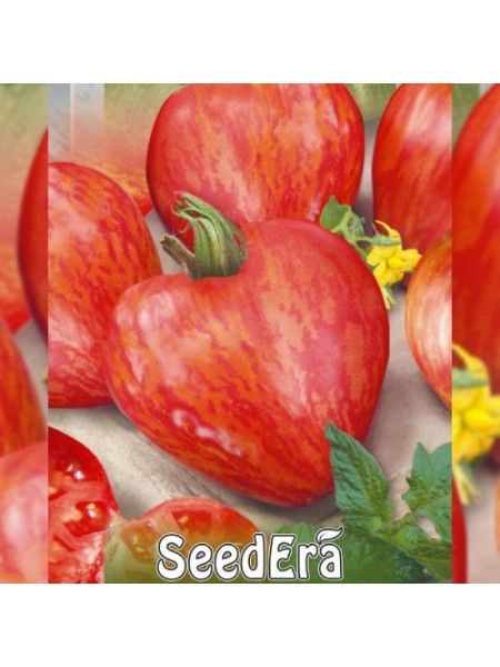 Воловое сердце полосатые семена томата индетерминантного (Seedera)