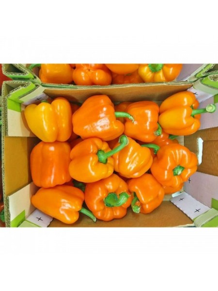 Бычок семян перца сладкого (GL Seeds)