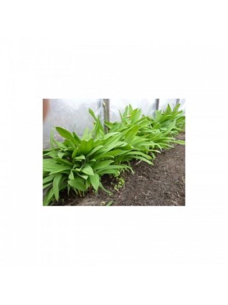 Черемша семян дикого чеснока (GL Seeds)