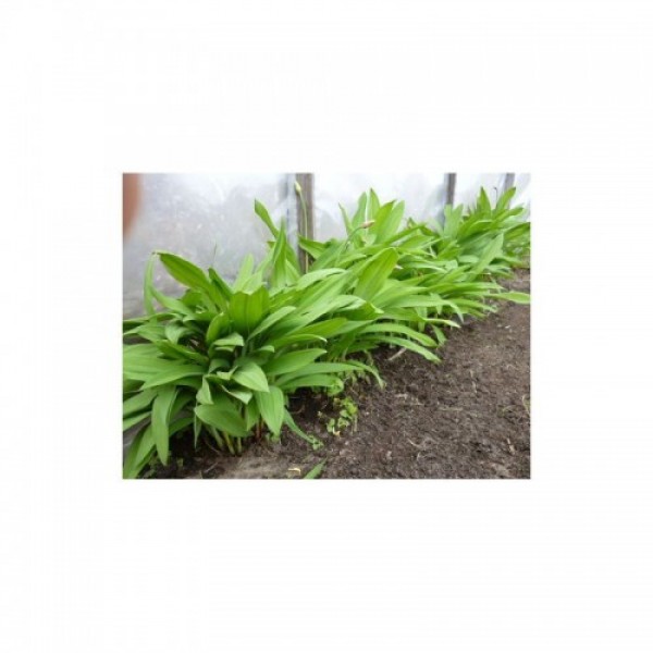 Черемша семян дикого чеснока (GL Seeds)